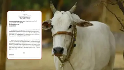 'गायों के लिए भूसा दान करें टीचर, नहीं तो.' बरेली में शिक्षा विभाग का लेटर वायरल, शिक्षकों में नाराजगी