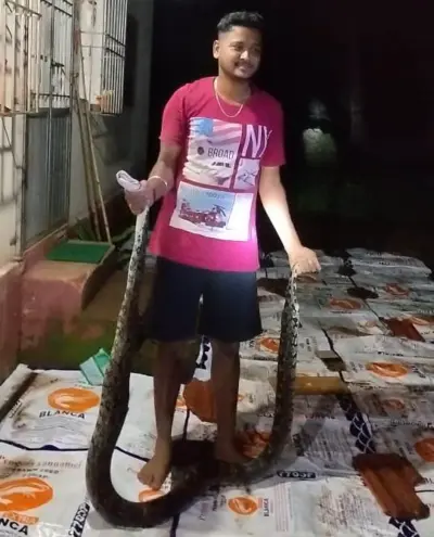 हडी येथे १० फुटी भल्यामोठ्या अजगराला जीवदान; सर्पमित्र केदार हडकर यांची सुर्वेवाडीत शिताफीने कामगिरी