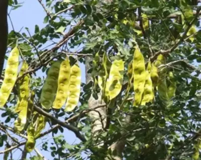 शिरीष का कमाल: "माइग्रेन से लेकर खांसी और जोड़ों के दर्द तक सबका रामबाण इलाज'