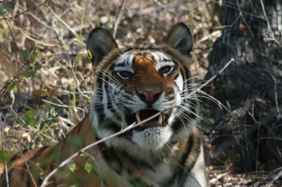 Big cat diplomacy: Protecting them is about safeguarding ecosystems, livelihoods and planetary health