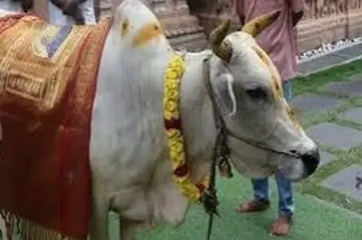 ଗୋମାତାଙ୍କୁ ପୂଜା, ପିଠା ଖୁଆଇ ବାନ୍ଧିଲେ ରାକ୍ଷୀ!