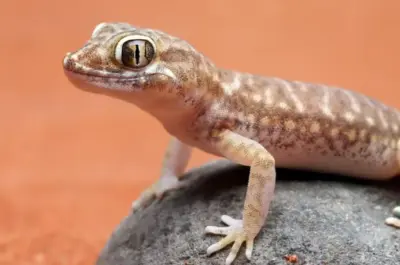 Where do house lizards lay eggs? Learn about their favorite safe places.