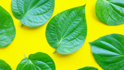 Health Benefits Of Betel Leaves: Are Paan Leaves Good For You?