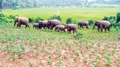 రెండో రోజులకే మళ్లీ వెనక్కి