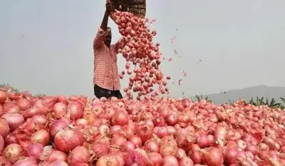 प्याज किसानों को मिलेगा बेहतर मुनाफा, सरकार ने खरीद कीमत में 13 प्रतिशत की वृद्धि की