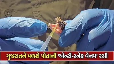 ગુજરાતમાં સર્પદંશની સારવારમાં મોટી ક્રાંતિ: સ્થાનિક સાપોના ઝેરમાંથી તૈયાર થશે 'પ્રદેશ-વિશિષ્ટ' એન્ટી-વેનમ રસી