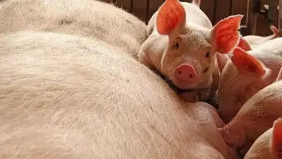 Arunachal's Longding district bans pig, pork trade after ASF outbreak in Assam