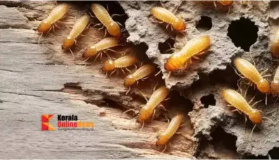 മഴക്കാലത്ത് ചിതല് ശല്യം രൂക്ഷം ; വീടിനെ സംരക്ഷിക്കാൻ ഇക്കാര്യങ്ങള് ശ്രദ്ധിക്കാം