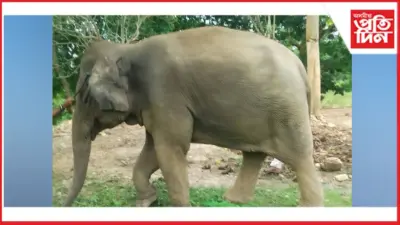 মালিকৰ পৰা বলপূৰ্বকভাৱে হাতী কাঢ়ি নিলে কুখ্যাত সৰবৰাহকাৰীয়ে
