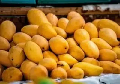 ఫలరాజుల దిగుబడికి 'కాపు' కాసేదెవరు?