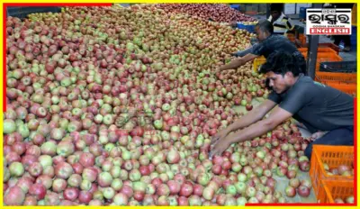 Climate Crisis Slashes Himachal Apple Output by 40%
