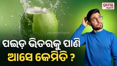 Coconut water formation : ପଇଡ଼ ଭିତରକୁ ଏତେ ସ୍ଵଚ୍ଛ ଏବଂ ମଧୁର ଜଳ ଆସେ କେଉଁଠୁ ? ଜାଣନ୍ତୁ ବୈଜ୍ଞାନିକ କାରଣ...