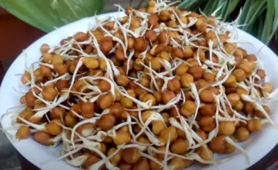 अंकुरित चना खाकर पाएं जादुई फायदे, जानें कैसे ये छोटा सा सुपरफूड बदल सकता है आपकी सेहत...