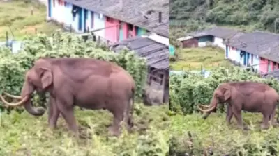 ഇടുക്കി മൂന്നാറില് ജനവാസ മേഖലയില് വീണ്ടും കാട്ടുകൊമ്പൻ പടയപ്പ ഇറങ്ങി