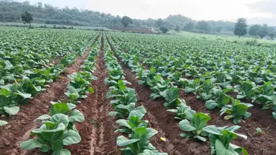 ನಿಕೋಟಿನ್ ಹೊಂದಿದ ಗುಟ್ಕಾ ನಿಷೇಧ,ಕರ್ನಾಟಕದ ತಂಬಾಕು ಕೃಷಿ ಮೇಲೆ ಹೇಗಿದೆ ಪರಿಣಾಮ