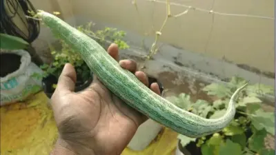 வீட்டு மாடி தோட்டத்தில் புடலங்காய் வளர்ப்பது எப்படி?