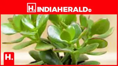 Top Feng Shui Money Plants That Bring Good Luck & Financial Prosperity