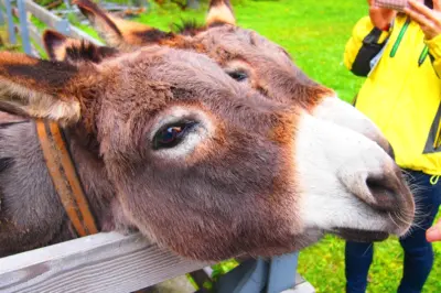 Therapy donkeys help mental health patients recover at psychiatric hospital near Paris
