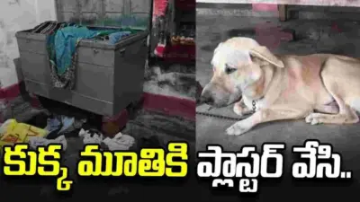 పెంపుడు కుక్క నోటికి ప్లాస్టర్ వేసి.. ఇంట్లోని నగలు, డబ్బు దోచుకెళ్లిన దొంగలు..