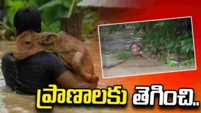 అస్సాం వరదలు.. ఆవు దూడ కోసం ప్రాణాలకు తెగించిన వ్యక్తి..