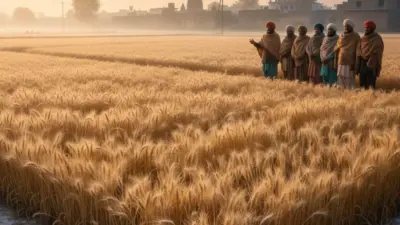 गव्हाची निर्यातबंदी हटवली; पीठ, रवा व इतर पदार्थांच्या निर्यातीलाही परवानगी