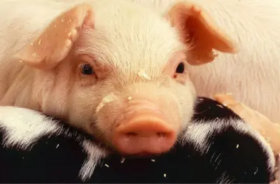 Movement of pigs banned in parts of Kohima after ASF outbreak