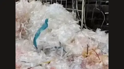 सूरत : चीन से आने वाले प्रतिबंधित प्लास्टिक की सप्लाई चेन तोड़ने की तैयारी, कस्टम-पोर्ट अथॉरिटी के साथ निगम करेगा कार्रवाई