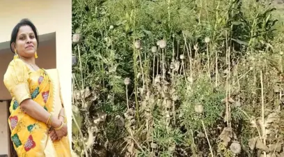 दुर्ग में अफीम खेती कांड: निलंबित कृषि अधिकारी बहाल, 7 आरोपी जेल में, 8 करोड़ की अफीम जब्त