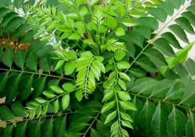 కరివేపాకు వల్ల కలిగే ఆరోగ్య లాభాలు