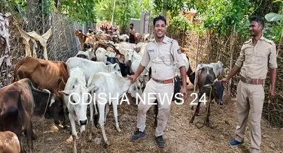୨୮୦ରୁ ଉର୍ଦ୍ଧ୍ୱ ବାଛୁରୀ ଉଦ୍ଧାର