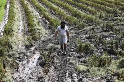 Pre-monsoon season emerging as new high-risk period for crops, analysis shows