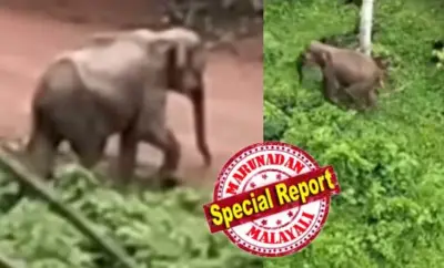 കള്ളുചെത്താന് തെങ്ങില് കയറി, താഴെ നോക്കിയപ്പോള് കാട്ടാന! ആന തെങ്ങ് തള്ളിയാല് തെങ്ങ് മറിഞ്ഞു വീഴുമെന്ന് വിറച്ചുപോയ നിമിഷങ്ങള്; തെങ്ങില് അള്ളിപ്പിടിച്ചിരുന്ന് ജീവന് തിരിച്ചുപിടിച്ച് ചെത്തുകാരന്; ആറളം ഫാമില് തെങ്ങിന് മുകളില് നിന്നും സിനേഷ് പകര്ത്തിയ ദൃശ്യങ്ങളും വൈറല്
