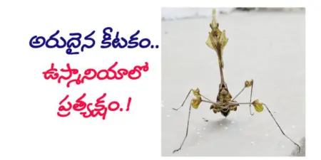 ఆకుల్లా కనిపించే అరుదైన కీటకం