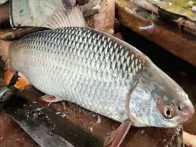 মৃগেল মাছ চাষ: তলদেশভোজী প্রধান কার্পের বৈজ্ঞানিক চাষপদ্ধতি, পুষ্টিগুণ ও অর্থনৈতিক গুরুত্ব।