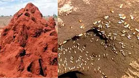 கரையான் புற்றுகள் கிராமங்களில் அதிகமாக வளரக் காரணமும் கட்டுப்படுத்தும் வழிகளும்!