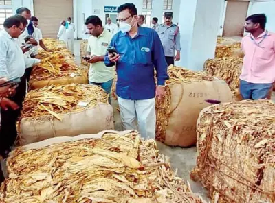 భారీగా పడిపోయిన పొగాకు ధర