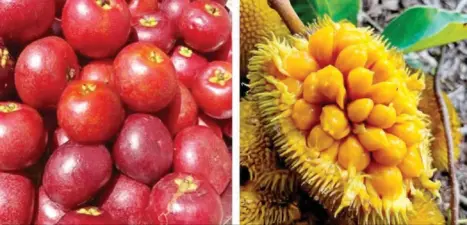 Shashidhara Halady Column: ಬೇಸಿಗೆಯ ಬಿಸಿಲಿನಲ್ಲಿ ಮಕ್ಕಳೇಕೆ ಕಾಡಲ್ಲಿ ಸುತ್ತುತ್ತಿದ್ದರು ?
