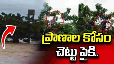 భారీ వరదలు.. ప్రాణాలు కాపాడుకునేందుకు చెట్టు పైకి ఎక్కిన యువకుడు..