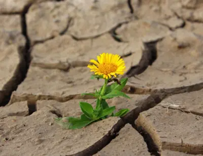 El Nino triggers drought in parts of Telangana, Rayalaseema