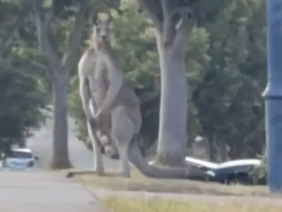 Viral video: Giant 9-foot-tall kangaroo spotted in Australia