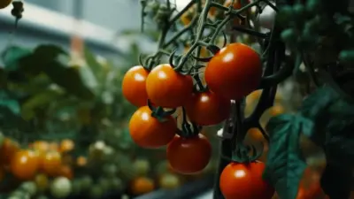 Do Tomatoes Need Direct Sunlight To Grow Well?
