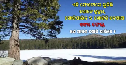 ଫଟୋରେ ଲୁଚି ଅଛି ଗୋଟିଏ ରହସ୍ୟ ଯାହାକୁ ଖୋଜି ପାରିଲେ ନାହିଁ କେହି, ବୋଧେ ଆପଣ ଦେଖାଇ ପାରନ୍ତି ନିଜର ବୁଦ୍ଧିର କମାଲ
