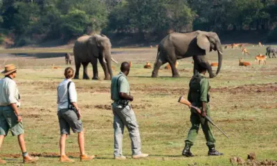 Zambia Walking Safari: జాంబియా సఫారిలో నడక ప్రయాణం... ప్రపంచ యాత్రికుల సాహసం