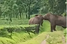 দুই দাঁতালের তুমুল লড়াই, আতঙ্ক চা-বাগান এলাকায় - দুই দাঁতালের সংঘর্ষকে কেন্দ্র করে চাঞ্চল্য ছড়াল কার্শিয়াং