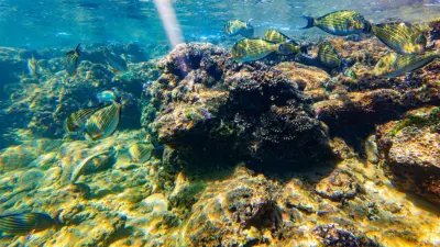 73% of world's marine protected areas polluted by sewage: Study