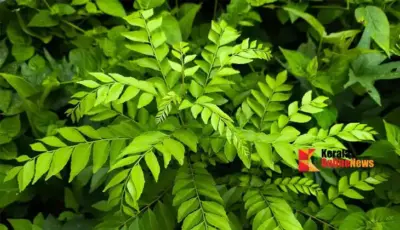 കറിവേപ്പില ചമ്മന്തി തയ്യാറാക്കുന്ന വിധം