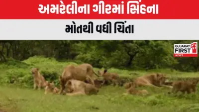 ગીરમાં સિંહબાળના મોતથી ચિંતા વધી! CDV વાયરસની આશંકા વચ્ચે વનવિભાગ એલર્ટ