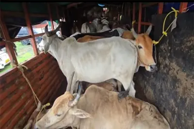 दोन ट्रकमधून गोवशांची अवैध वाहतूक