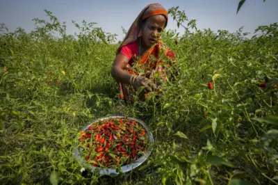 Top 10% Own 44% of India's Land: Study