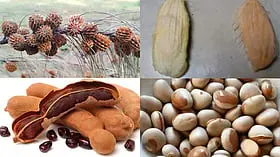 மரம் வளர்க்க விதை தேர்வு செய்யும் முறை!